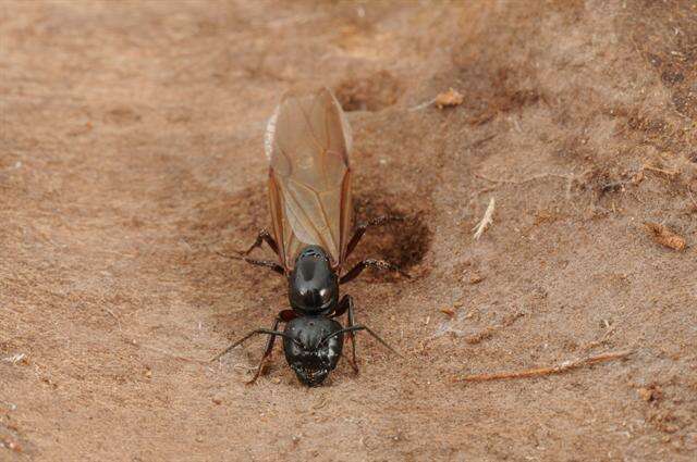 Image de Camponotus