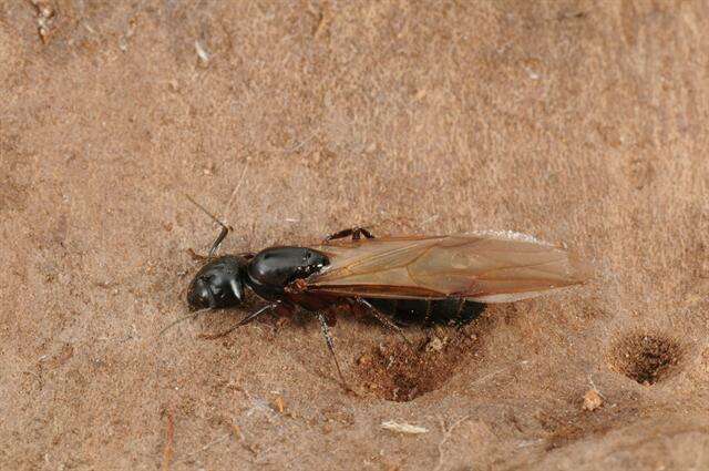 Plancia ëd Camponotus