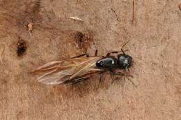 Plancia ëd Camponotus