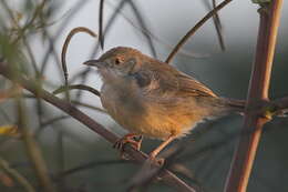 Image of Bubbling Cisticola