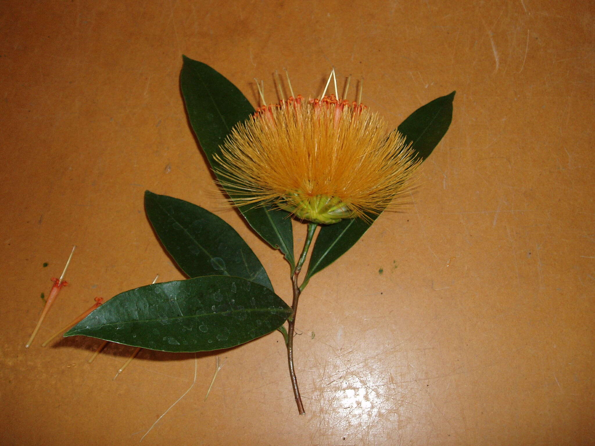 Image of Stifftia chrysantha Mikan