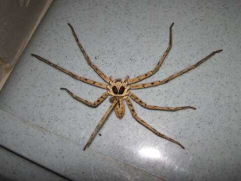 Image of Huntsman Spiders