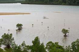 Image of mangrove