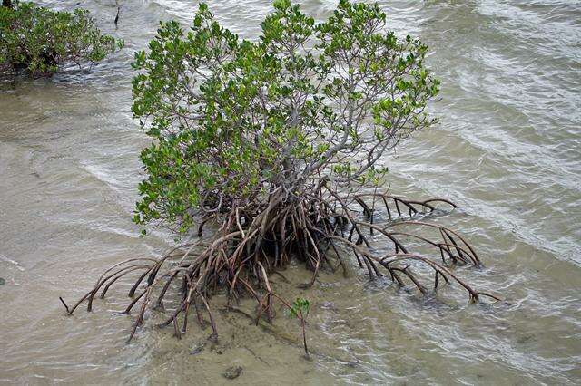 Image of mangrove