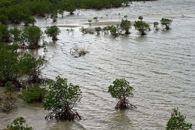 Image of mangrove