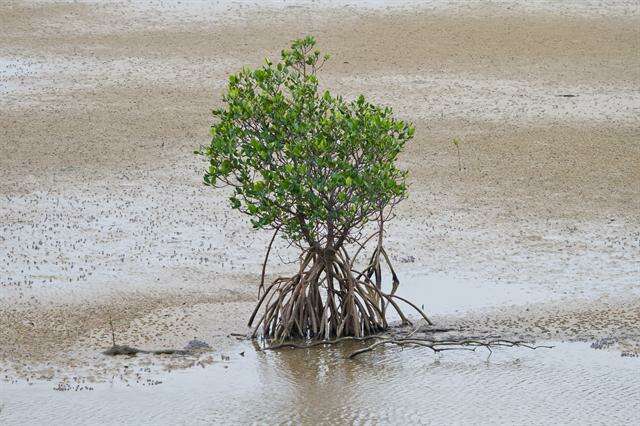 Image of mangrove