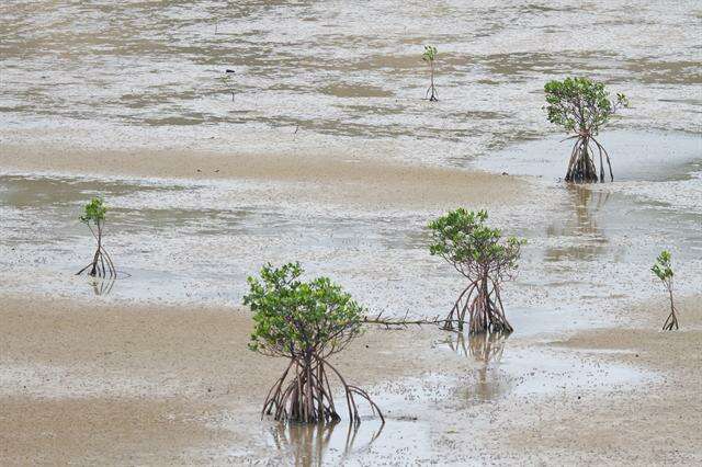 Image of mangrove