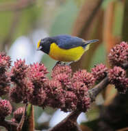 Image of Orange-bellied Euphonia