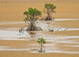 Image of mangrove