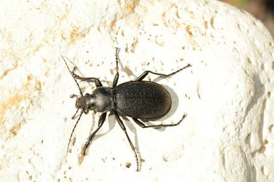 Image of true ground beetle genus