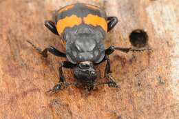 Image of Sexton Beetles