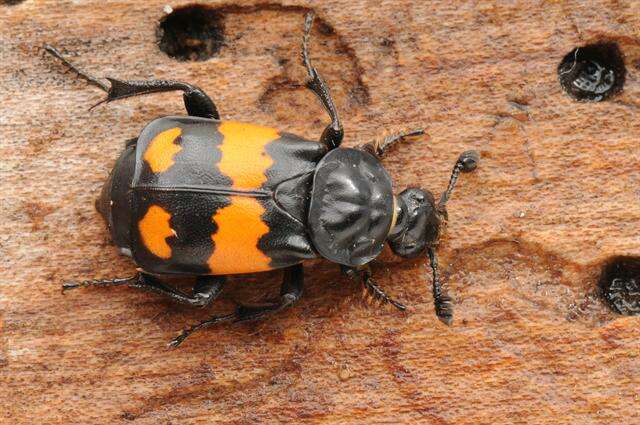 Image of Sexton Beetles