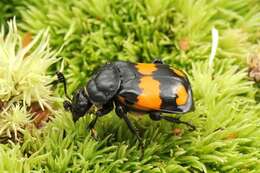 Image of Sexton Beetles