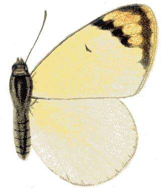 Image of Colotis subfasciatus (Swainson 1833)