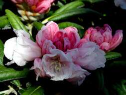 Image of Rhododendron yakusimanum Nakai