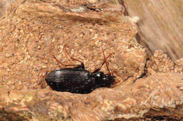 Image of Nebria