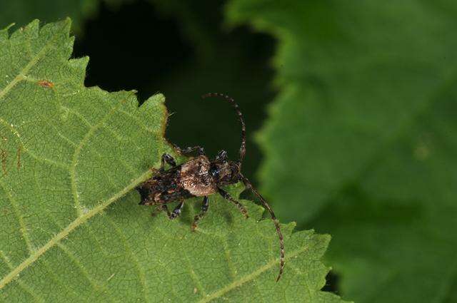 Image of Pogonocherus