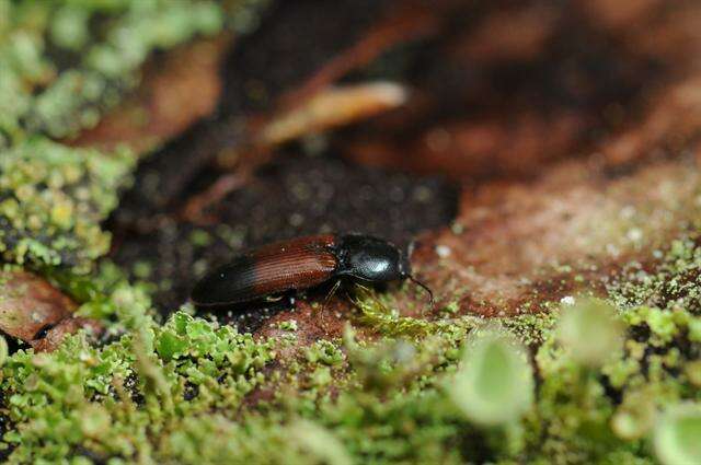 Image of <i>Ampedus balteatus</i>