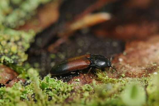 Слика од <i>Ampedus balteatus</i>