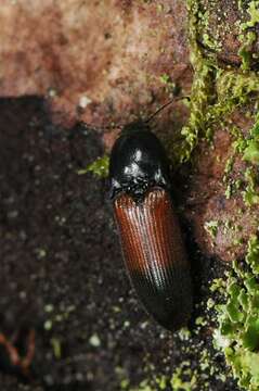 Image of <i>Ampedus balteatus</i>