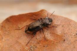 Image of Big-Eyed Bronze Beetle