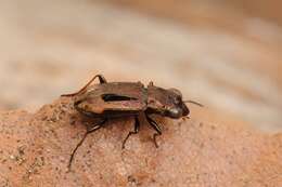 Image of Big-Eyed Bronze Beetle