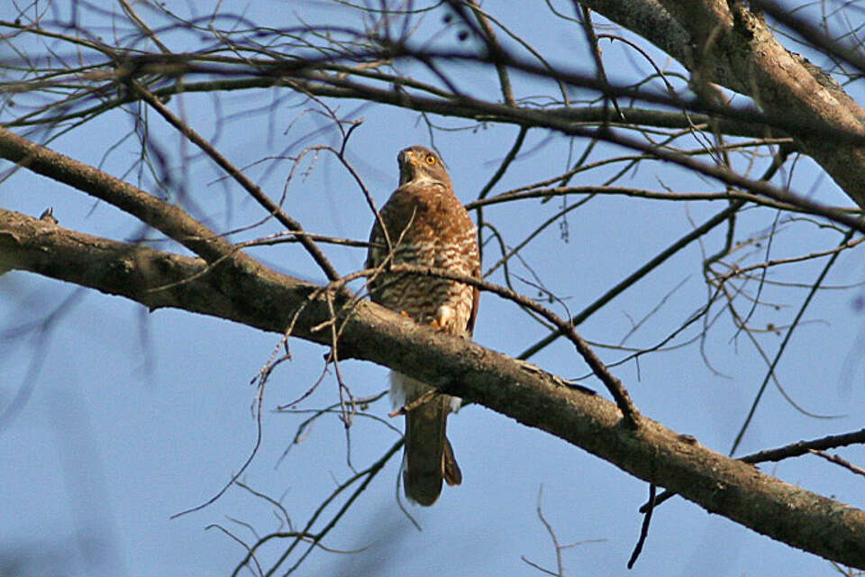 Image of Grey-faced Buzzard