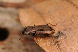 Image of Big-Eyed Bronze Beetle