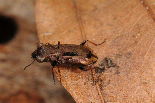 Image of Big-Eyed Bronze Beetle