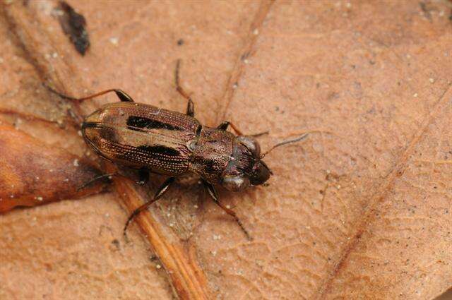 Image of Big-Eyed Bronze Beetle