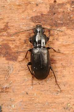 Слика од Pterostichus (Phonias) strenuus (Panzer 1796)