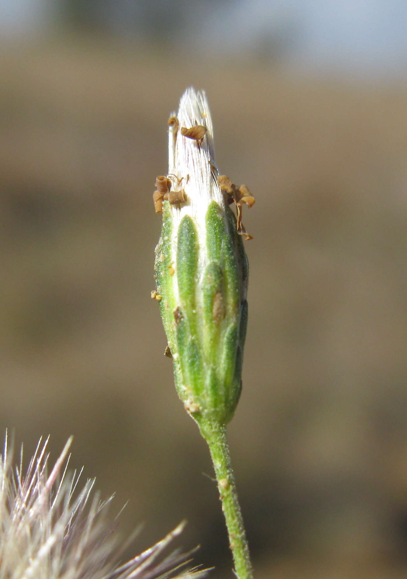 Image of Vittadinia muelleri N. T. Burbidge