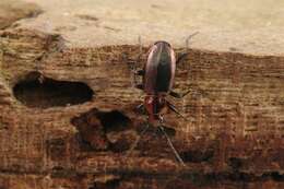 Image of Agonum