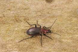 Image of Agonum