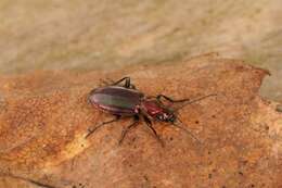 Image of Agonum