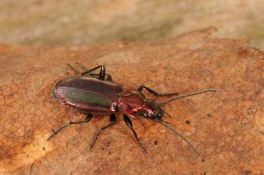 Image of Agonum