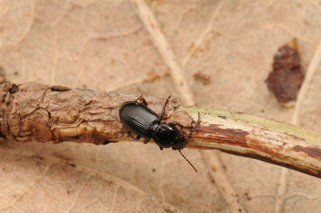 Image de Pterostichus (Phonias) diligens (Sturm 1824)