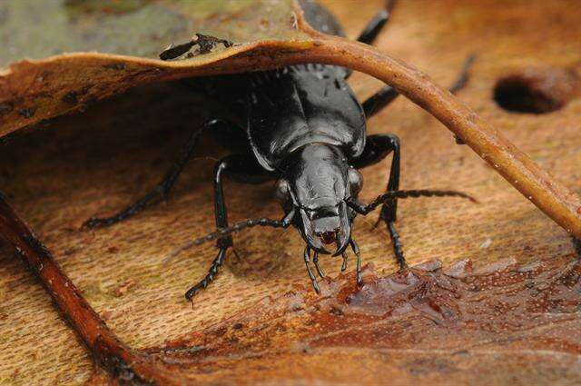 Image de Pterostichus