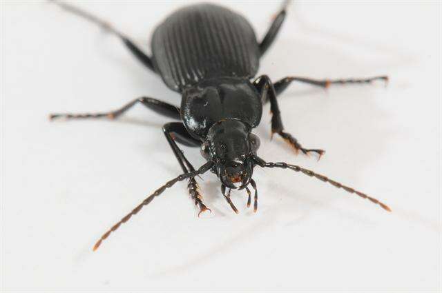 Image de Pterostichus