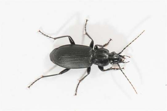 Image of Pterostichus