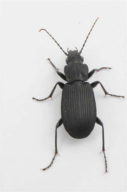 Image of Pterostichus