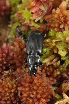 Image de Pterostichus (Pseudomaseus) nigrita (Paykull 1790)