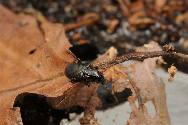 Image of Pterostichus (Phonias) strenuus (Panzer 1796)