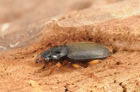 Image of Harpalus (Pseudoophonus) griseus (Panzer 1796)