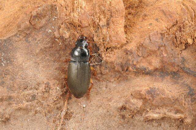 Image de Harpalus (Pseudoophonus) griseus (Panzer 1796)