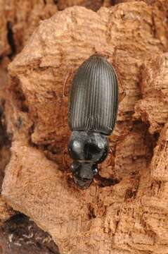 Image of Harpalus (Pseudoophonus) griseus (Panzer 1796)