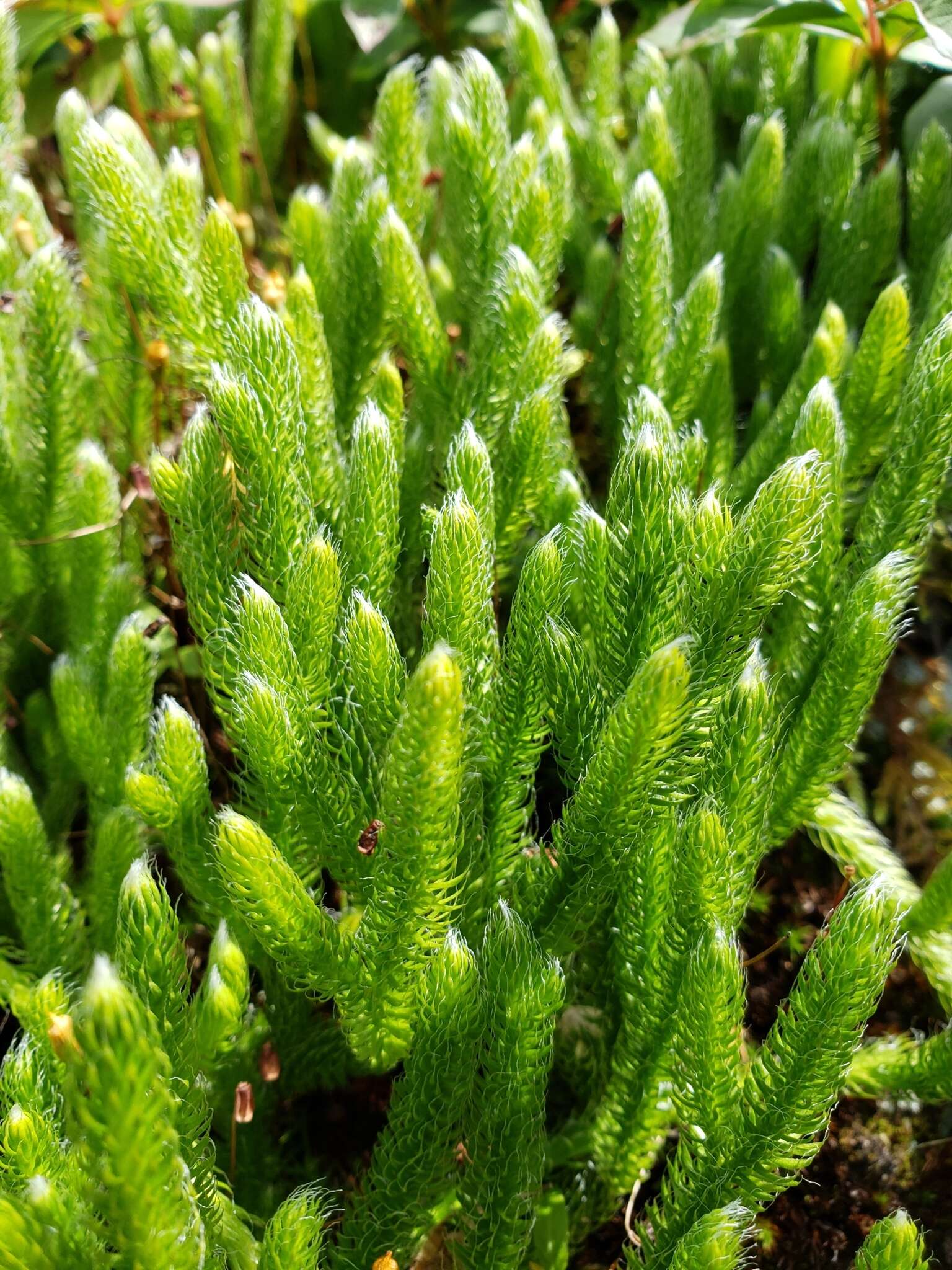 Imagem de Lycopodium lagopus (Laest. ex C. Hartm.) G. Zinserl. ex Kuzeneva-Prochorova