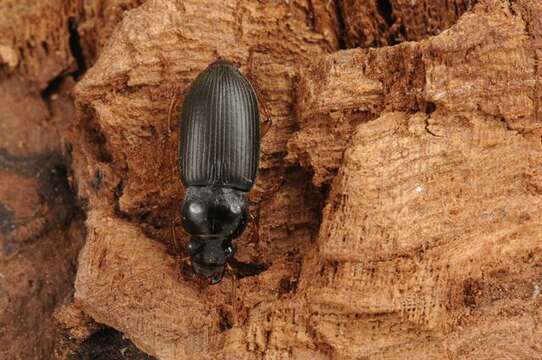 Image of Harpalus (Pseudoophonus) griseus (Panzer 1796)