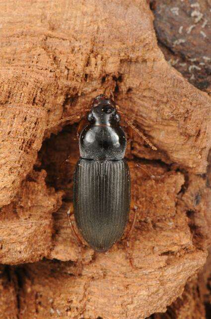 Image de Harpalus (Pseudoophonus) griseus (Panzer 1796)