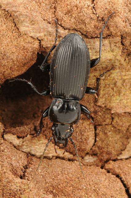 Image of Pterostichus